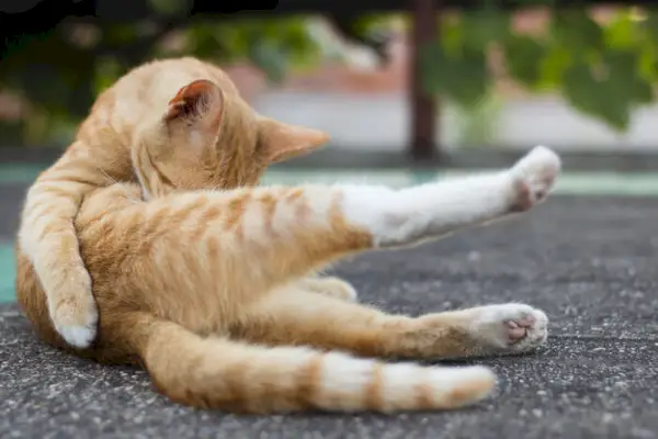 Aufmerksame Katze leckt sich fleißig das Bein und zeigt so ihr akribisches Pflegeverhalten und ihre Selbstpflegeroutine.