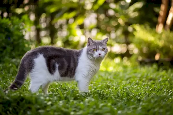 Katt i grön miljö