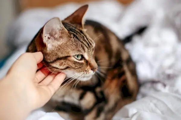 Ein informatives Bild, das Anzeichen von Stress bei Katzen hervorhebt, mit Bildern gängiger stressbedingter Verhaltensweisen und Ausdrücke und die Zuschauer dazu anregt, ihre Katzengefährten besser zu verstehen und sich um sie zu kümmern