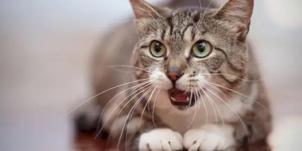 Um gato curioso com o nariz levantado, ativamente empenhado em cheirar os aromas do ambiente, mostrando o olfato apurado que desempenha um papel vital em um gato