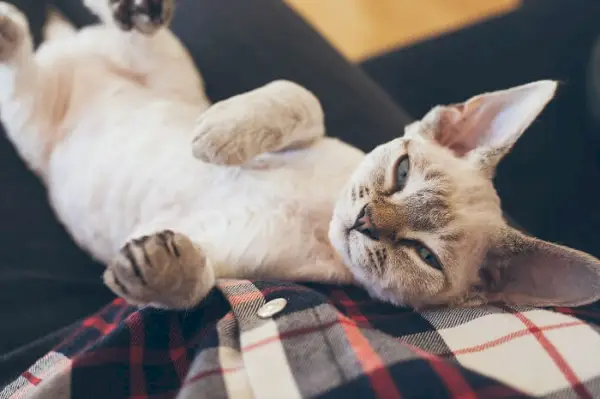 Chat Devon Rex présentant son apparence unique