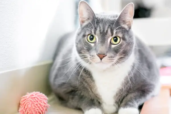 Gatto che guarda negli occhi la fotocamera, affascinato da un giocattolo per gatti vicino