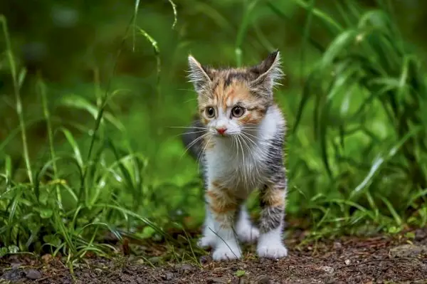 Yavru kedi açık havada keşif yapıyor