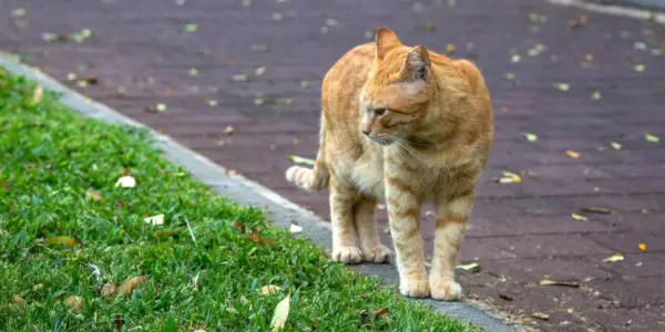 Egy térben felfedező vagy barangoló macska