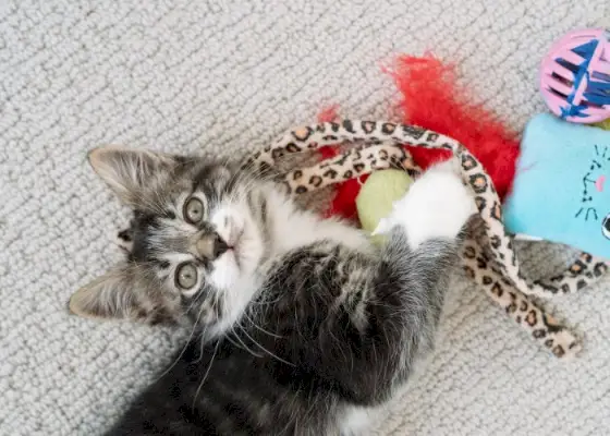 Gatito joven jugando con entusiasmo con un juguete colorido.