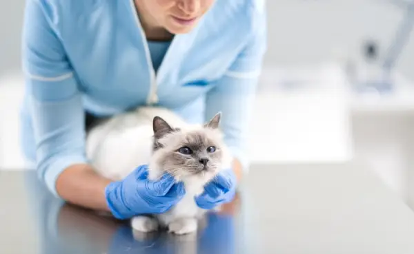 Una imagen que muestra al dueño de un gato preocupado conversando con un veterinario profesional. El veterinario escucha atentamente mientras el dueño habla de su gato.