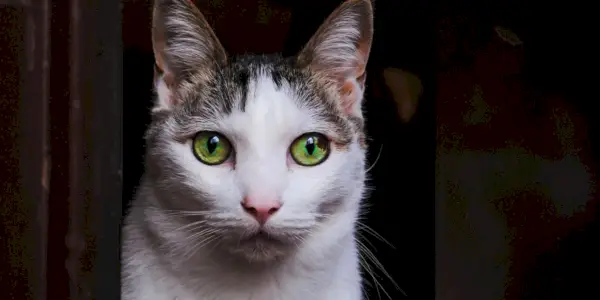 Pourquoi mon chat a-t-il peur de tout ? 8 façons d'aider