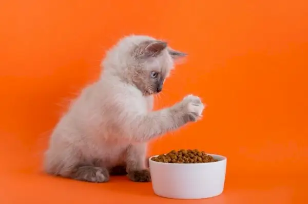 Chat interagissant de manière ludique avec la nourriture.