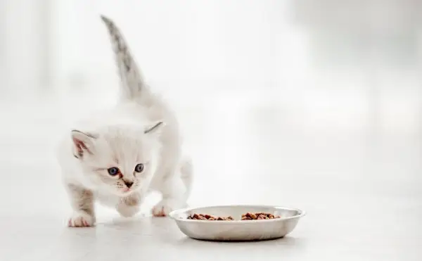 Chaton jouant autour d'un bol.