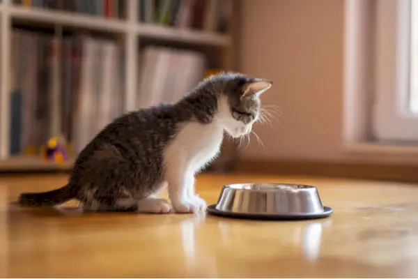 La imagen muestra un adorable gatito cerca de un plato de comida con un diseño de calabaza, posiblemente insinuando un contexto estacional o festivo.