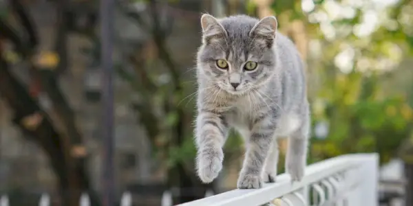 Katze läuft über Zaun