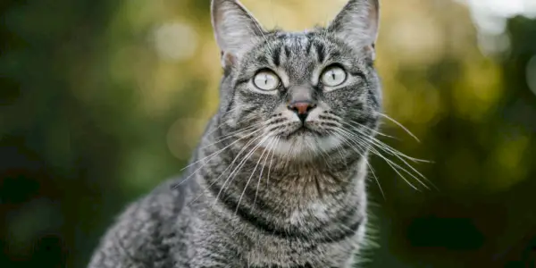 gato atigrado mirando hacia arriba