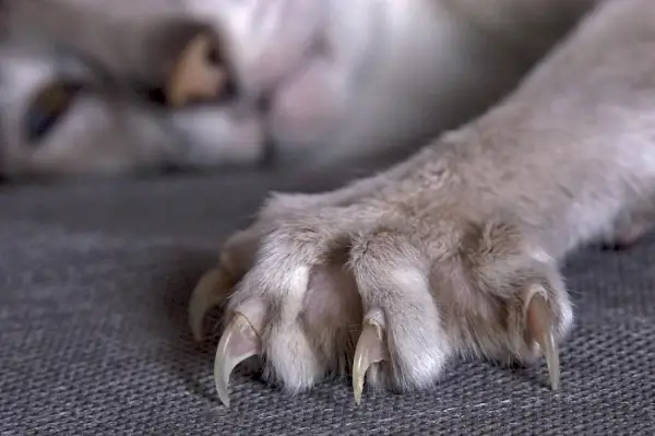 Primo piano di un gatto