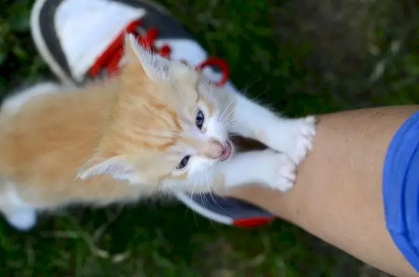 Un gatet juganer que s'inclina i palpa alguna cosa.