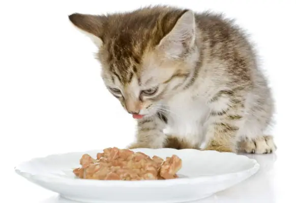 gattino che mangia cibo per gatti