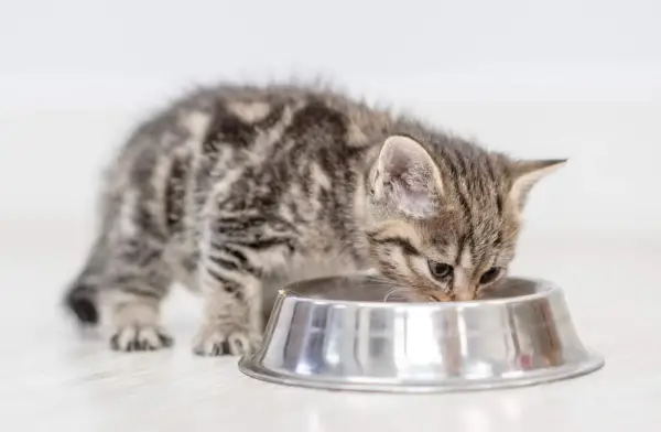 Gattino che mangia cibo dal piatto a casa