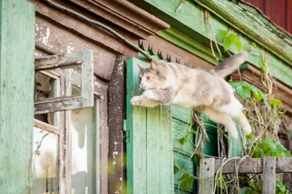 Gatto a metà salto