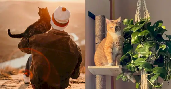 Eine geteilte Ansicht eines Katzenbesitzers, der seine orangefarbene Katze im Arm hält, und die orangefarbene Katze, die direkt in die Kamera schaut