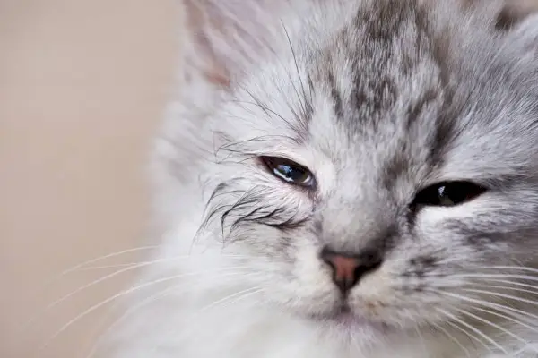 Gato joven con ojo infectado con fugas