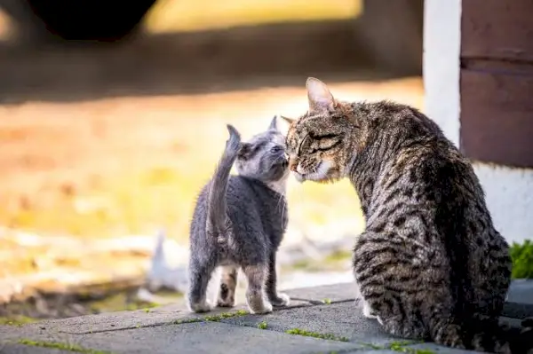 Hartverwarmend beeld van een moederkat die liefdevol haar kleine katje knuffelt.