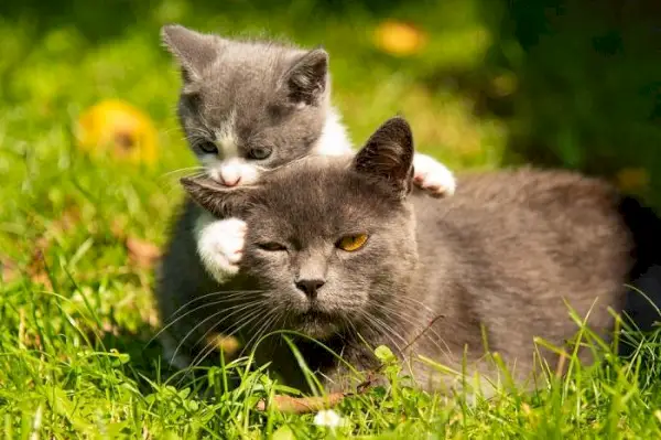 Immagine toccante di una mamma gatta e del suo prezioso gattino che condividono un tenero momento.