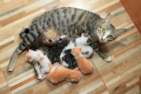 Liebenswertes Bild einer Katzenmutter und ihres verspielten Kätzchens bei einer entzückenden Interaktion.