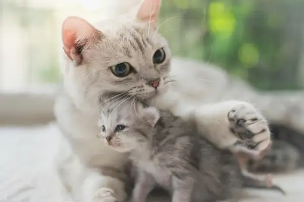 Affascinante immagine raffigurante una mamma gatta e il suo gattino contento rannicchiati insieme in un accogliente abbraccio.