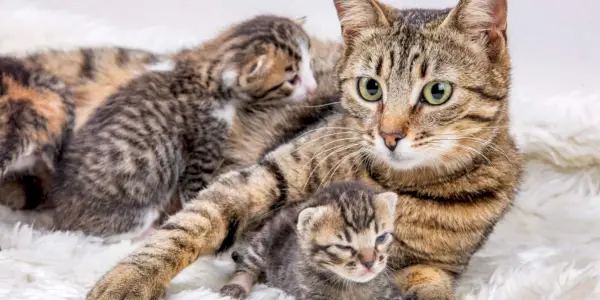 Imatge tendra que mostra una mare gata i el seu adorable gatet.