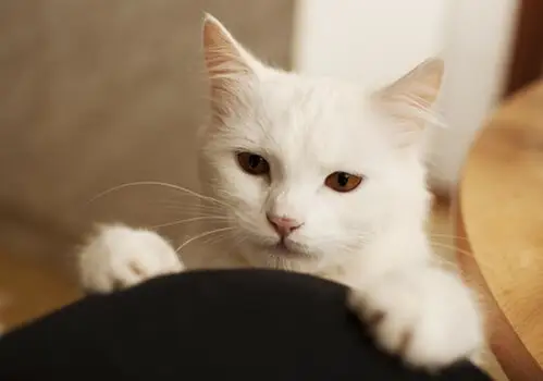 Una fotografia ravvicinata di un gatto affettuoso.