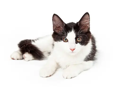 Un chat smoking captivant avec un motif de pelage noir et blanc saisissant.