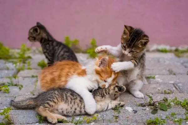 Grupo de quatro gatinhos pequenos está brincando na rua