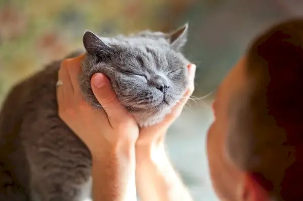 Katt blinkar mot en människa