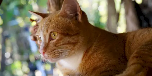 Lindo gato laranja