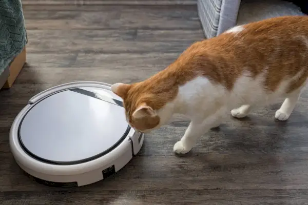 Simpatico giovane gatto domestico bicolore arancione e bianco che guarda e annusa un aspirapolvere robotico, mostrando un mix di curiosità e cautela