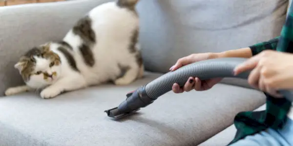 Un lindo gato blanco tiene miedo de una aspiradora, lo que resalta el miedo común que algunos gatos tienen a los electrodomésticos.