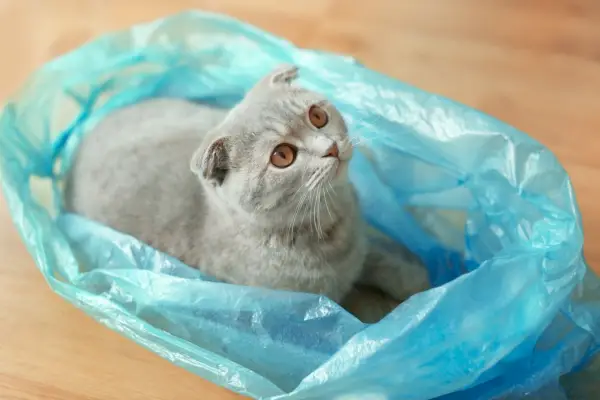 Schattige kat zit comfortabel in een plastic zak