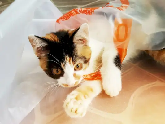 Gatto divertente giocosamente annidato all'interno di un sacchetto di plastica.