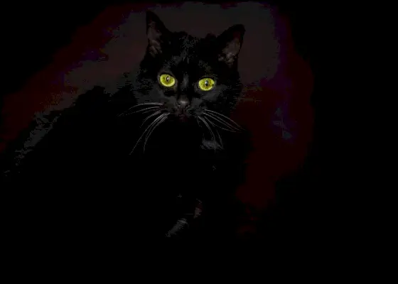 Un gatto nero nell'oscurità, che sottolinea il sorprendente contrasto della sua silhouette.