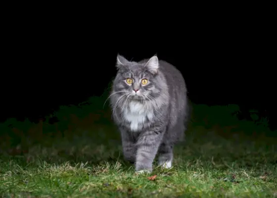 Un gato caminando afuera por la noche, iluminado por la luz de la luna.