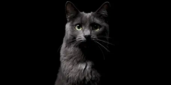 Un gato en un entorno oscuro, que muestra un comportamiento felino en condiciones de poca luz.