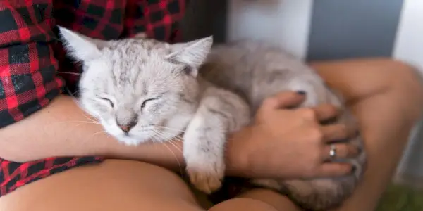 Prisrčen trenutek med mačko in človekom, ko si delita ljubečo interakcijo in druženje.