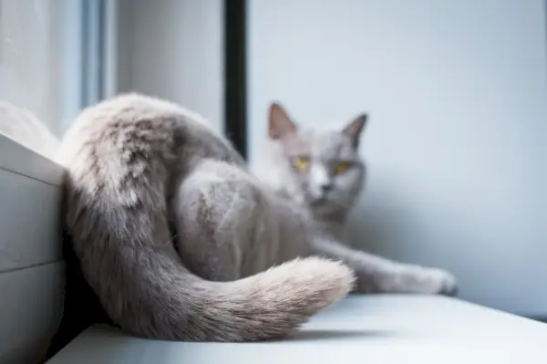 Een speelse kat met de achterhand in de lucht en een ontspannen en nieuwsgierige houding.