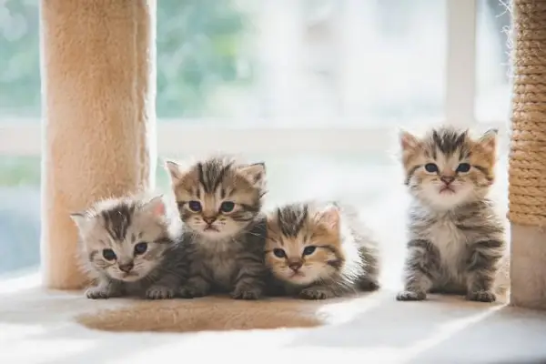 Image d'adorables chatons.