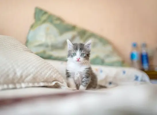 Afbeelding van een kitten in bed.