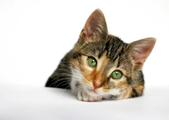 Image montrant un mignon chat Calico Tabby (Caliby).