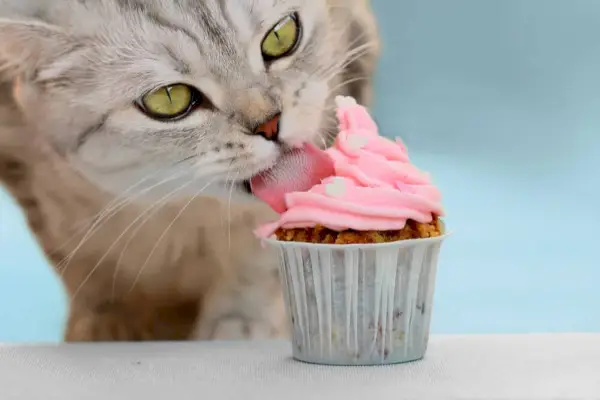 Gato malhado lambendo cobertura rosa em um cupcake