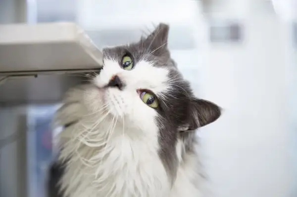 Gato frotando su mejilla contra un objeto.