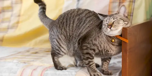 Chat frottant contre une personne ou un objet