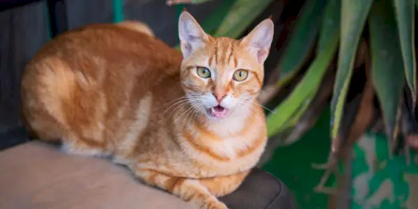 Varför gubbar katter på huvudet? En veterinär förklarar