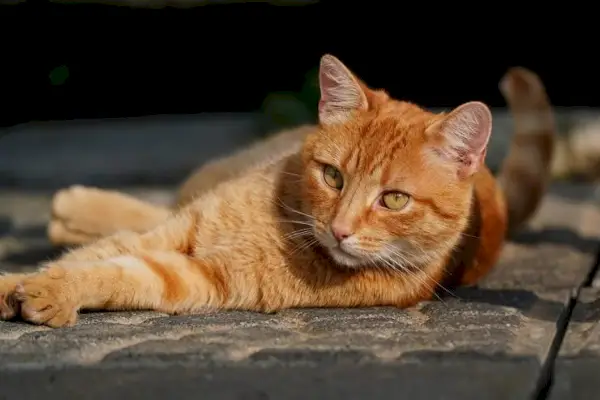 Gatto tedesco femmina